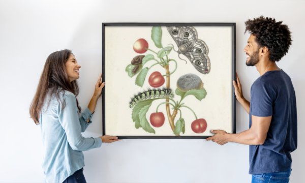 Maria Sibylla Merian (workshop of)