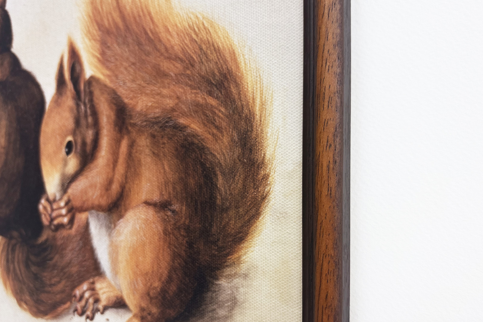 Squirrels, 1512 - Albrecht Dürer