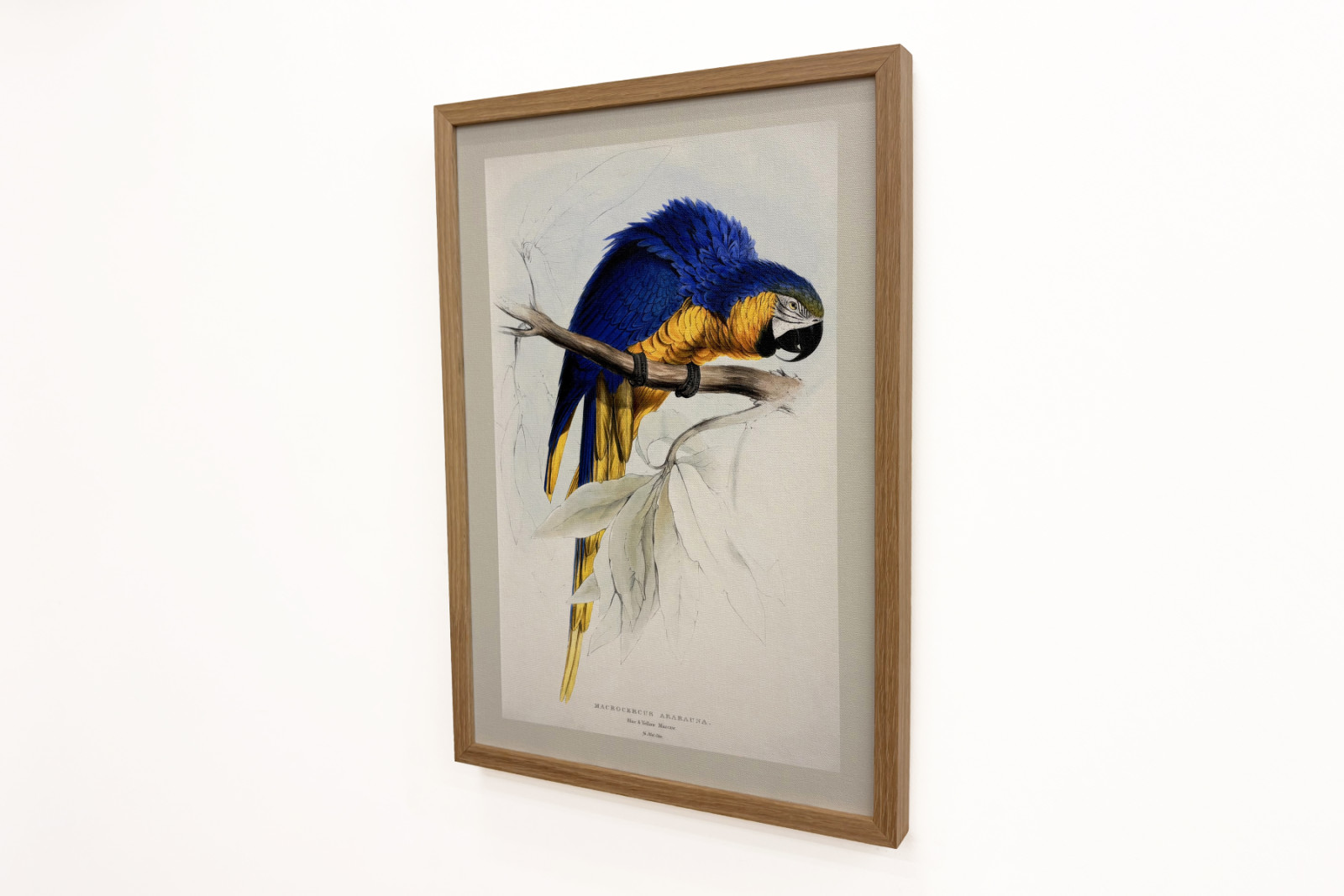 Blue-and-yellow Macaw - Edward Lear
