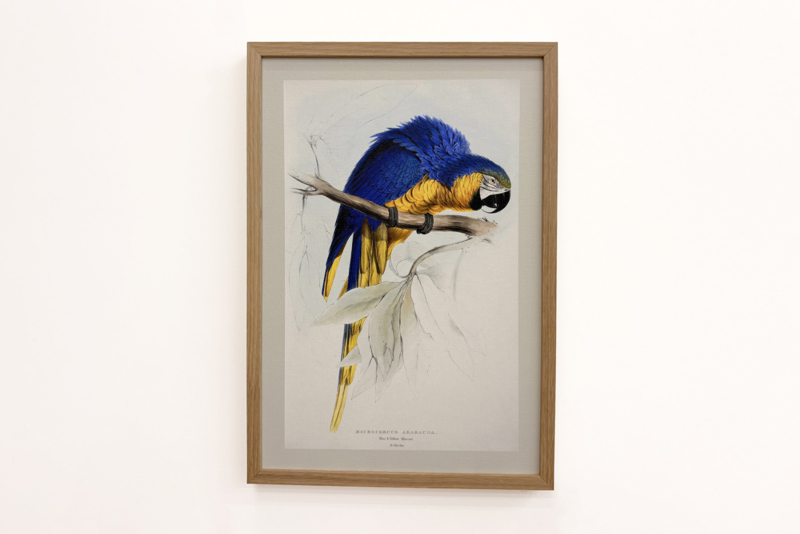 Blue-and-yellow Macaw - Edward Lear