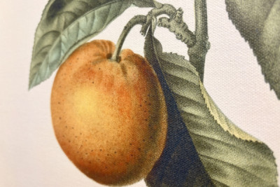 Bitter orange (Citrus aurantium) with violet fruit by Pierre Joseph Redouté
