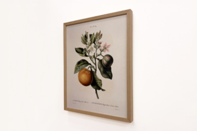 Bitter orange (Citrus aurantium) with violet fruit by Pierre Joseph Redouté