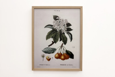 Poirier de Pollviller - in 'Nouveau Duhamel du Monceau ou Traité des Arbres et Shrustes que le Culture en France'