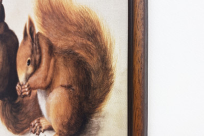 Squirrels, 1512 - Albrecht Dürer