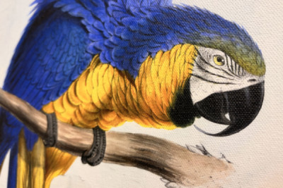 Blue-and-yellow Macaw