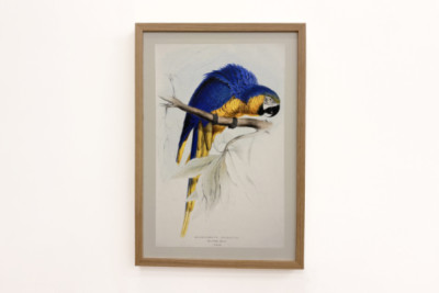 Blue-and-yellow Macaw