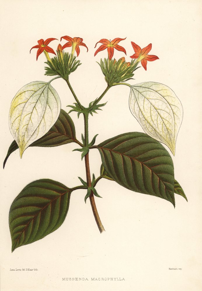 Sweet Root, Mussaenda Macrophylla by Unknown