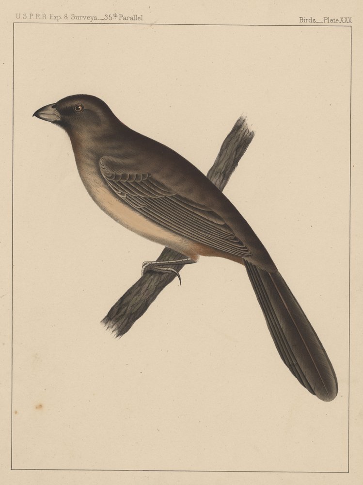 Birds, Plate XXX, 1855 by American School