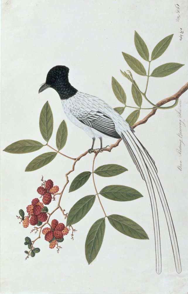 Bua Redang Boorong cha-wie, from Drawings of Birds from Malacca, c.1805-18