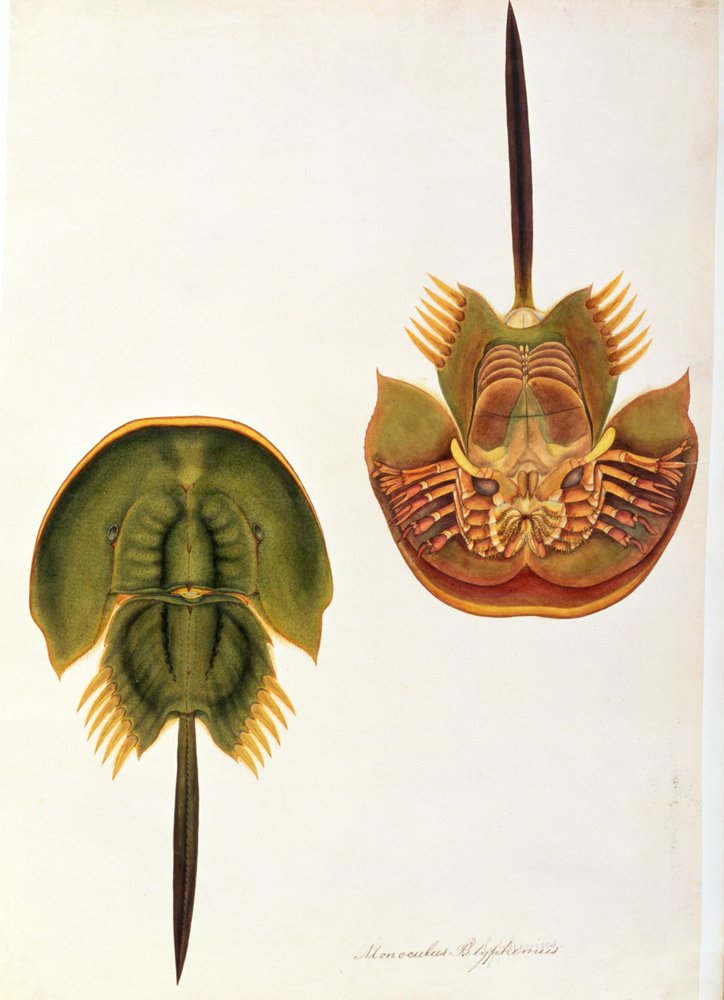 Monoculus Polyphemus, from Drawings of Animals, Insects and Reptiles ...
