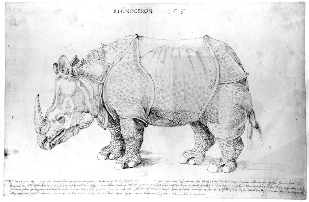 Rhinoceros, 1515 by Albrecht Dürer: Buy fine art print