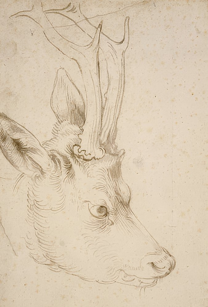 Head of a Roe Deer, c. 1503 by Albrecht Dürer