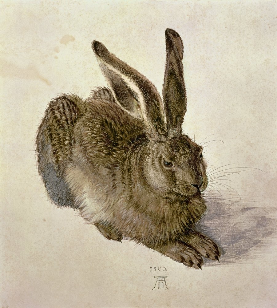 Young Hare by Albrecht Dürer