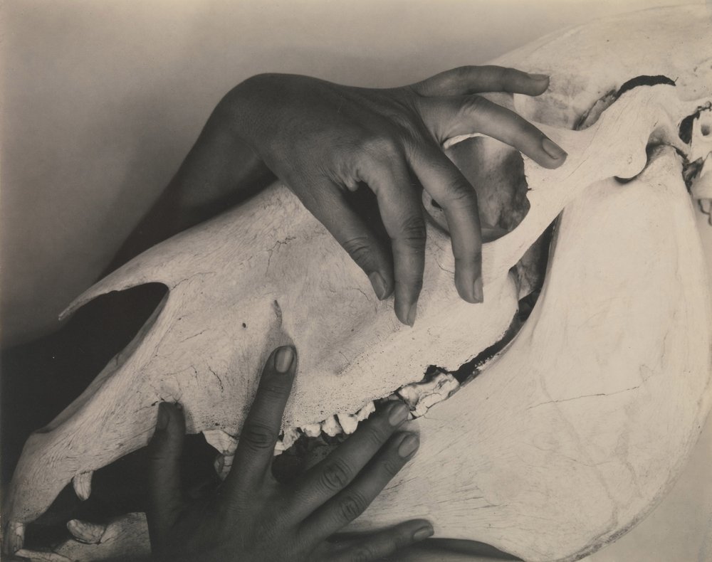 Georgia O'Keeffe—Hands and Horse Skull by Alfred Stieglitz