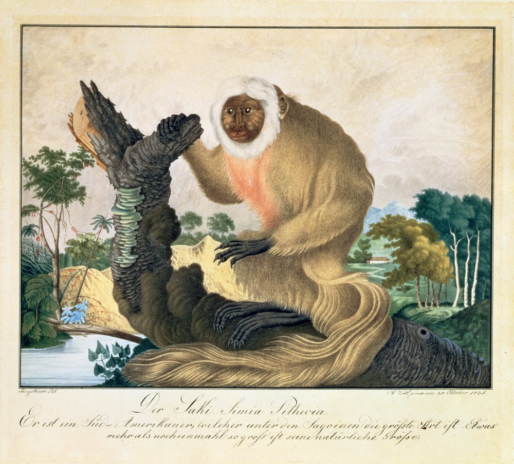 The Saki Monkey, 1835 by Aloys Zötl: Buy fine art prints