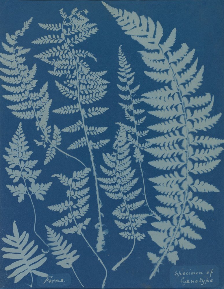 Ferns. Specimen of Cyanotype, 1840s by Anna Atkins