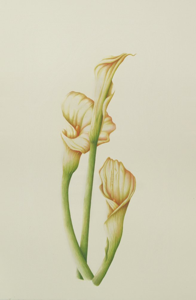 Arum Lily, 2001 by Annabel Barrett