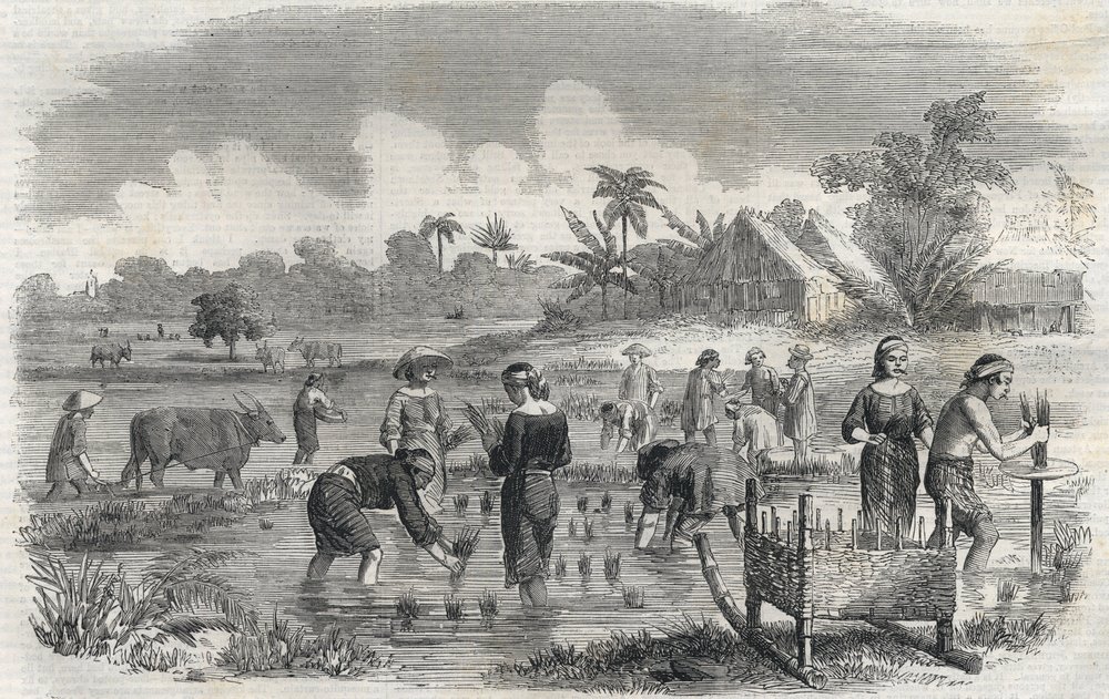 Rice cultivation in Manila in the Philippines in 1864. Anonymous ...