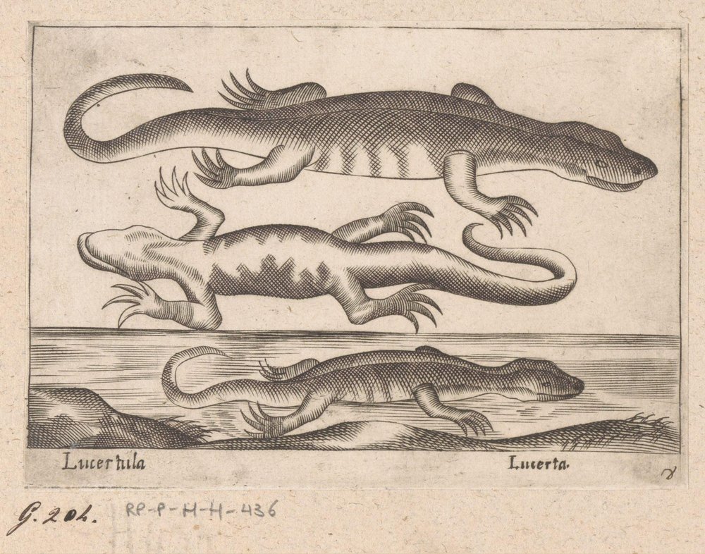 Three Lizards by Antonio Tempesta