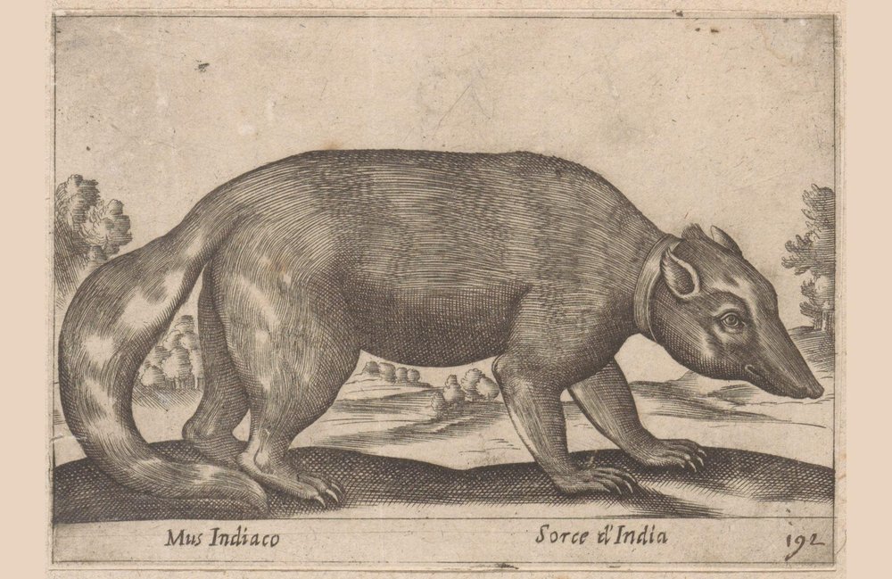 Indian Mouse, Burmese Ferret-Badger, Animals and Mythical Creatures ...