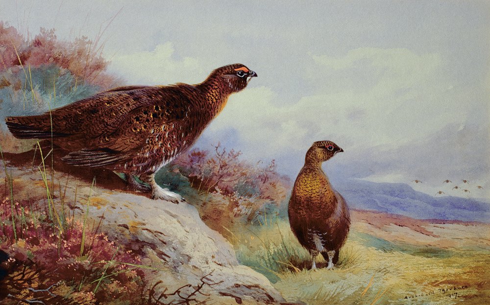 Red Grouse on the Moor, 1917 by Archibald Thorburn