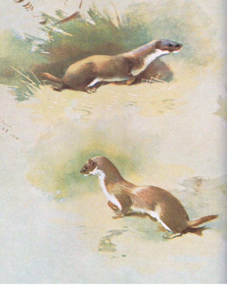 Weasel by Archibald Thorburn