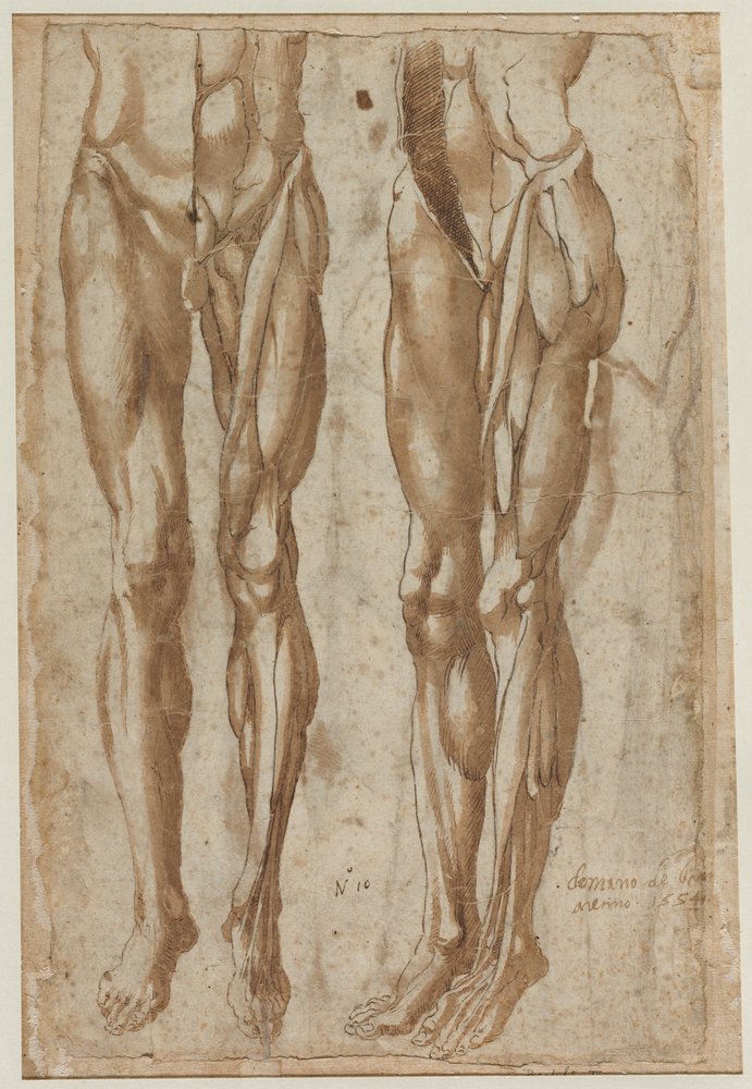 Two Studies of a Flayed Man (recto) Study of a Flayed Torso (verso) by Bartolommeo da Arezzo