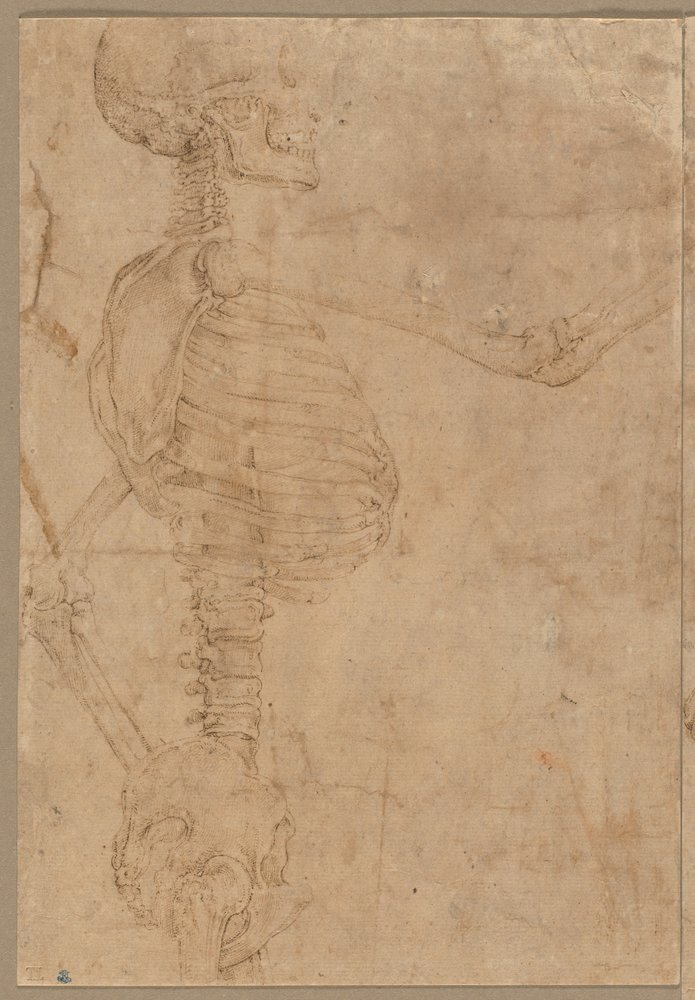 Half-Length Skeleton in Profile by Battista Franco