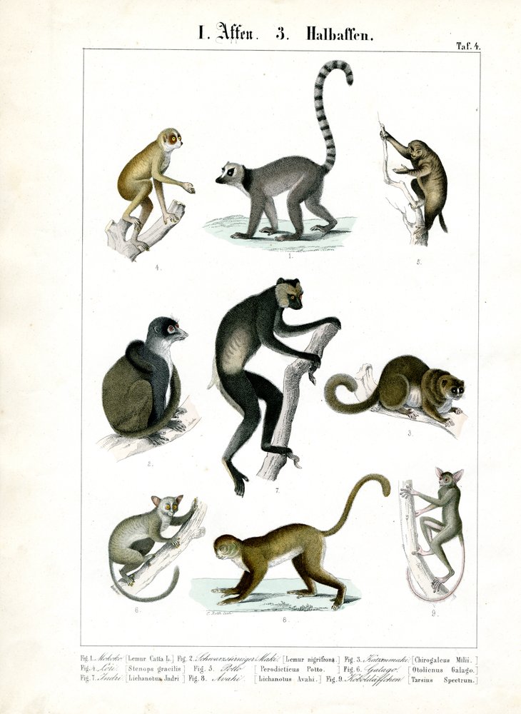 Prosimians and Lemurs by C. Roth: Buy fine art print