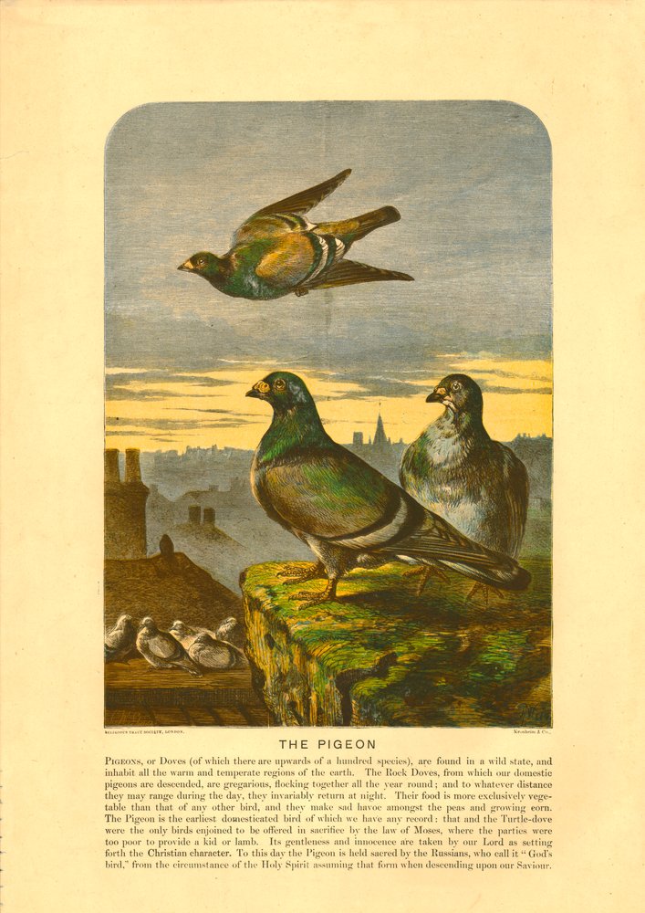 The Pigeon by C Sheeres