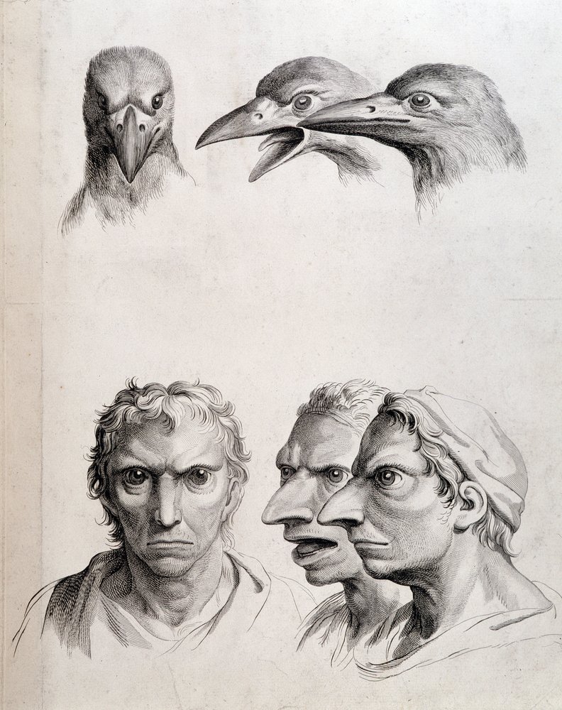 Profiles of Bird and “Man-Bird (Man-Bird)” - by Le Brun, in “Treatise on the Physiognomy of Man Compared to That of Animals” by Charles Le Brun