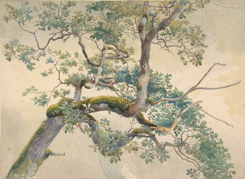 Tree Branches by Charles Reginald Aston