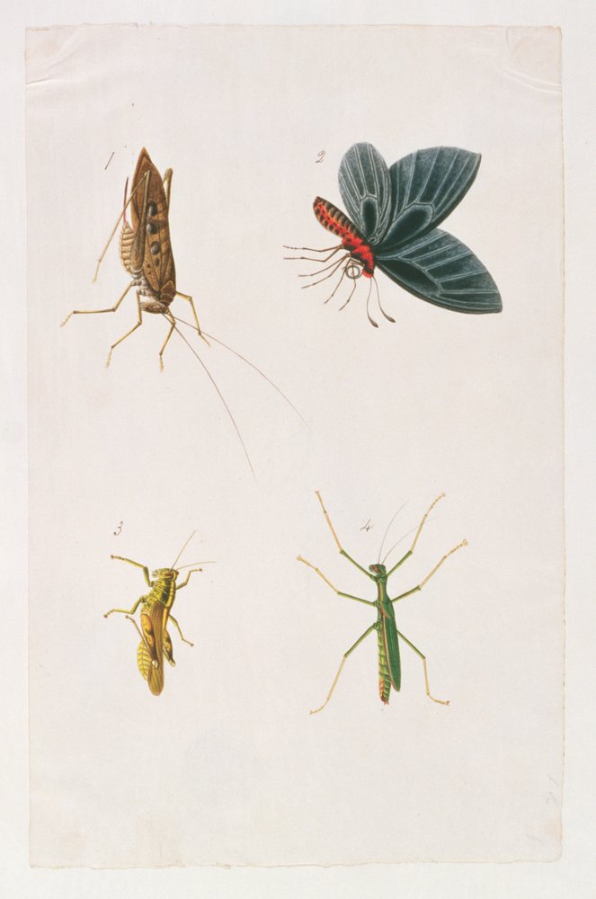 Four Insects, from Drawings of Animals, Insects and Reptiles from Malacca