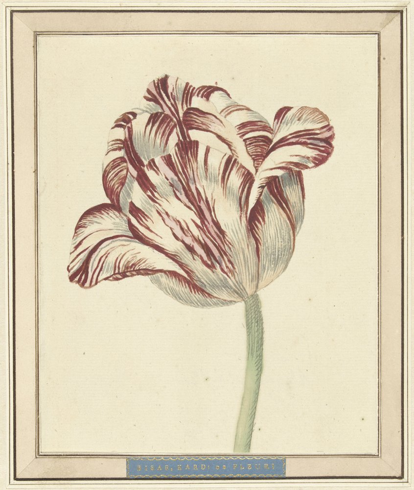 Tulip, named Bisar, Cardinal de Fleuri by Daniël Marot (II)
