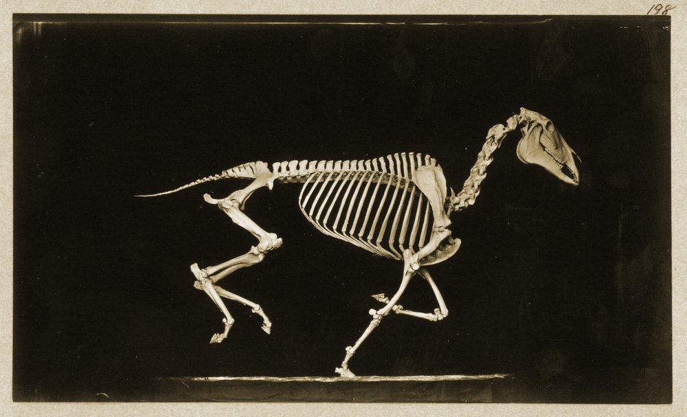 Skeleton of a running horse by Eadweard Muybridge