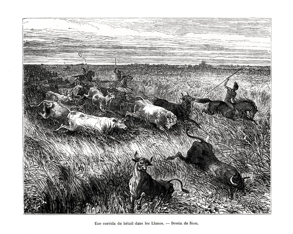 Livestock, Los Llanos, Venezuela by Edouard Riou