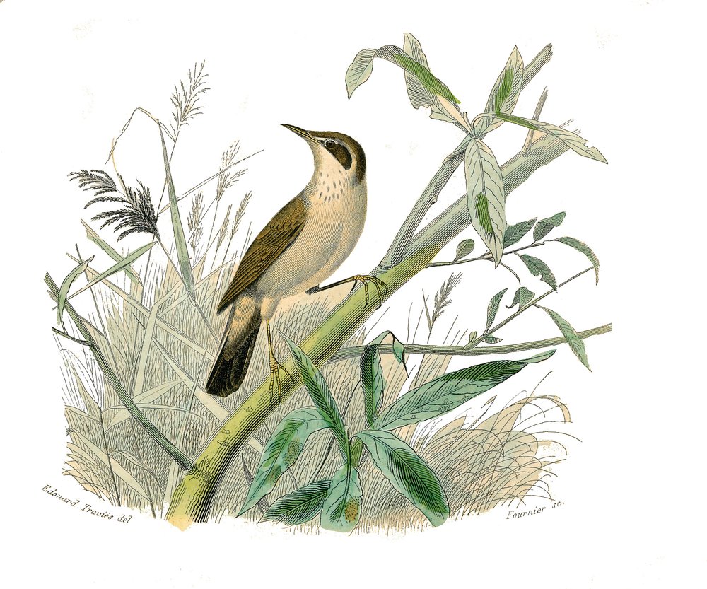Natural History Board: Zoological board representing conirostrous passerines (conical beak). The redhead. Plate drawn from the nine volumes on birds in 