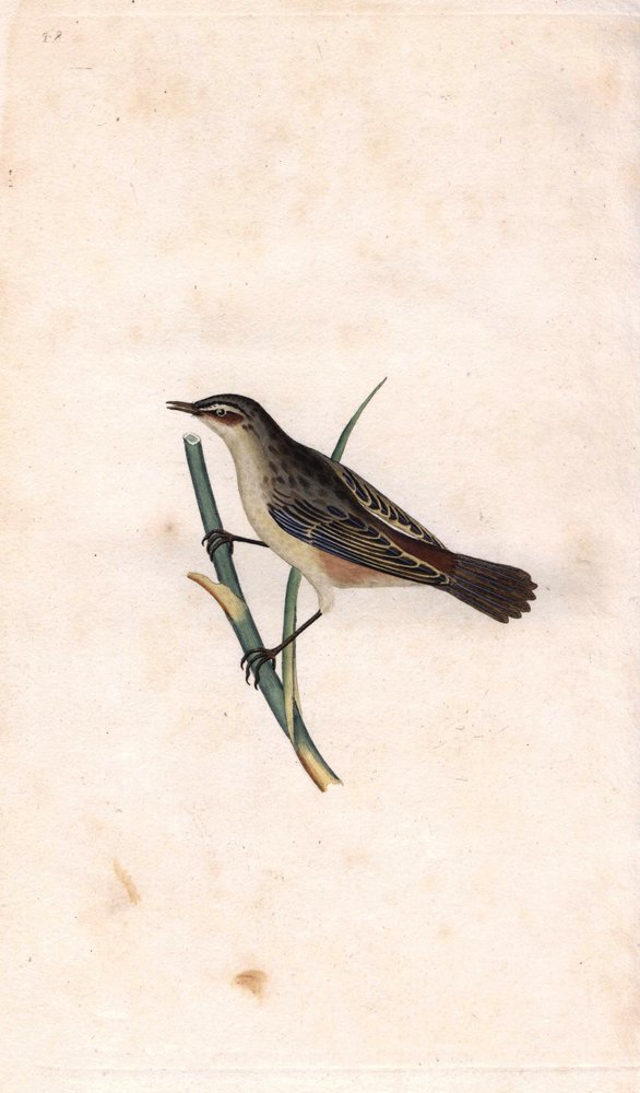 Rod Phragmite. Copper engraving by Edward Donovan from 