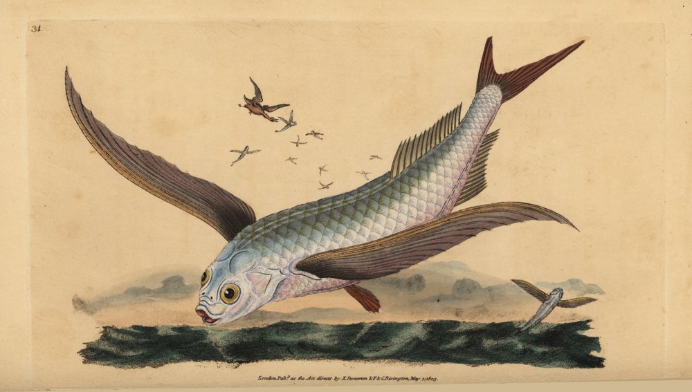 Tropical two-wing flyingfish or common flying fish. Handcoloured ...