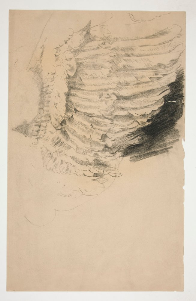 Study of a Wing by Edwin Austin Abbey: Buy fine art print