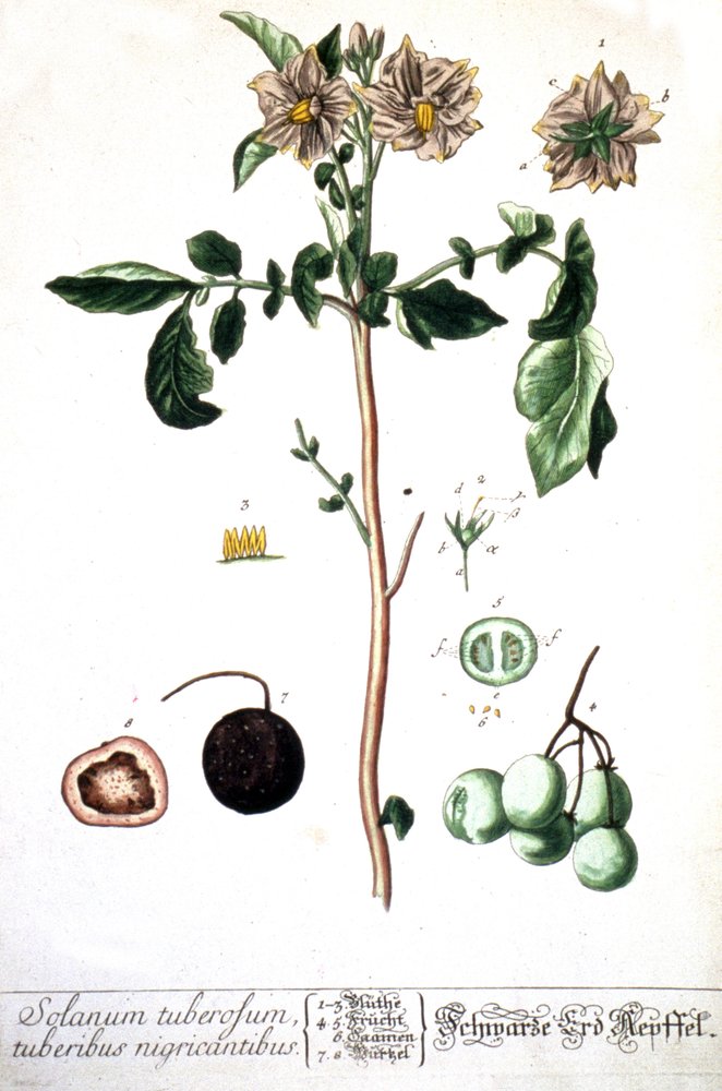 The Potato, 1737 by Elizabeth Blackwell: Fine art print