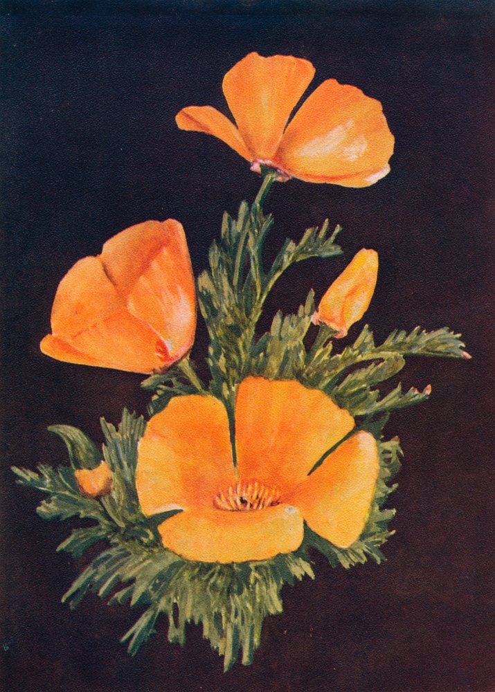 California Poppy by Emma Graham Clock: Buy fine art prints