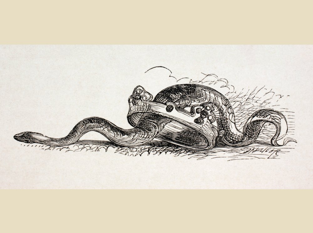 A Snake Slithers Through a Royal Crown by English School
