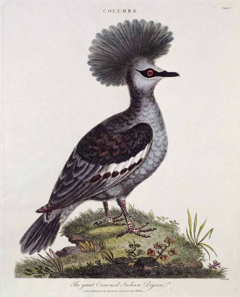 Great Crested Indian Pigeon by English School