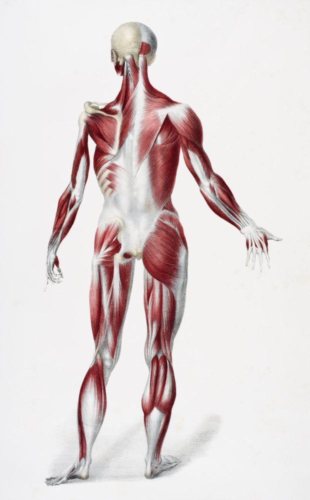 Back of the Male Human Body Showing Muscles, Sinews, and Bones, from ...