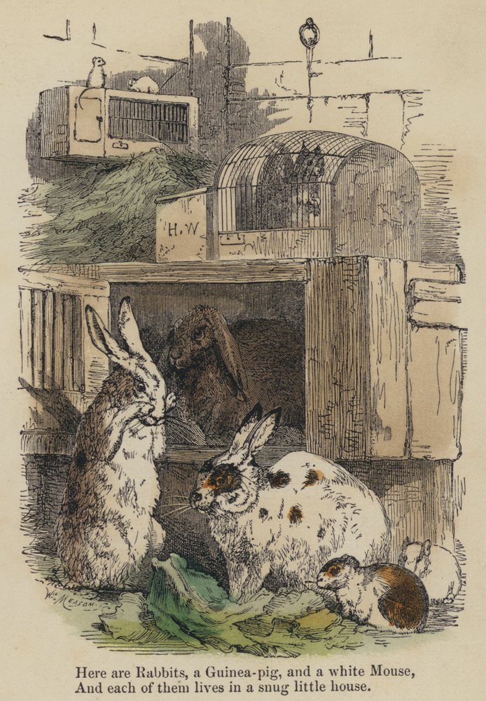 Here are Rabbits, a Guinea-pig, and a white Mouse, And each of