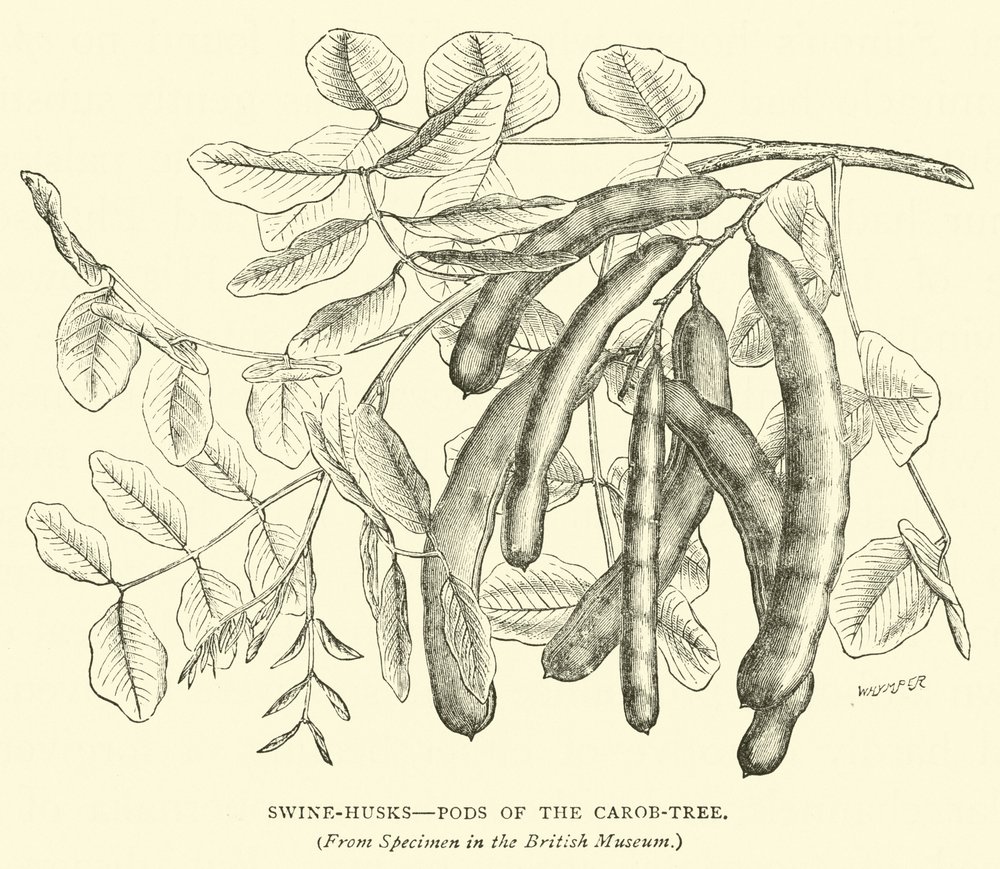 Swine Husks, Pods of the CarobTree by English School