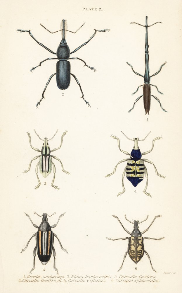 Weevils: Brentus ancharago, Rhina barbirostris, Curculio cuviera, Eupholus geoffroyi, Larinus ursus and Curculio sphacelatus by English School