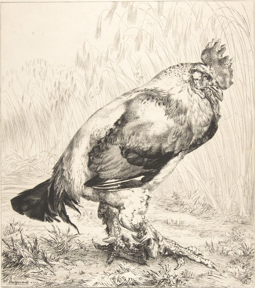 The Old Cock, 1882. by Felix Bracquemond