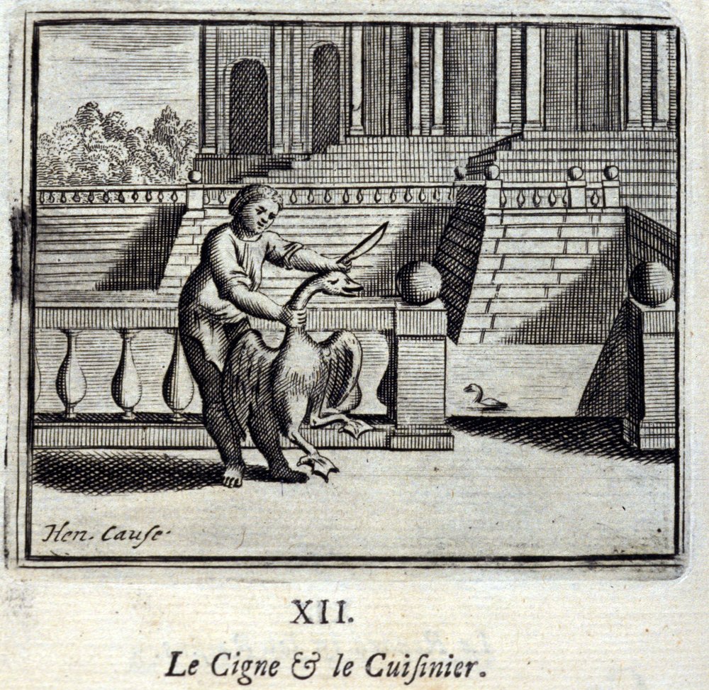 The Swan and the Cook by Francois Chauveau